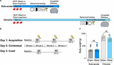 Blast-Related Mild TBI Alters Anxiety-Like Behavior and Transcriptional Signatures in the Rat Amygdala